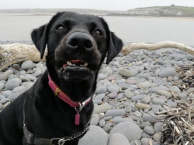 Black Labrador,smooth pebbles,sea,sky,